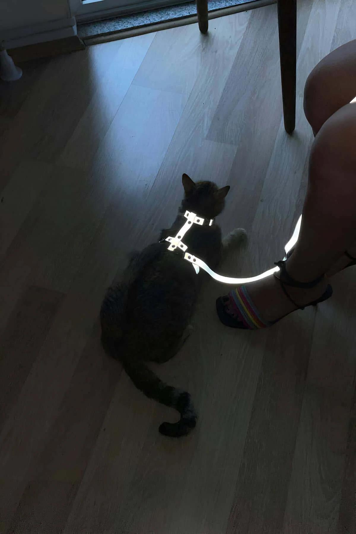 Reflective Body Harness with Detachable Leash
