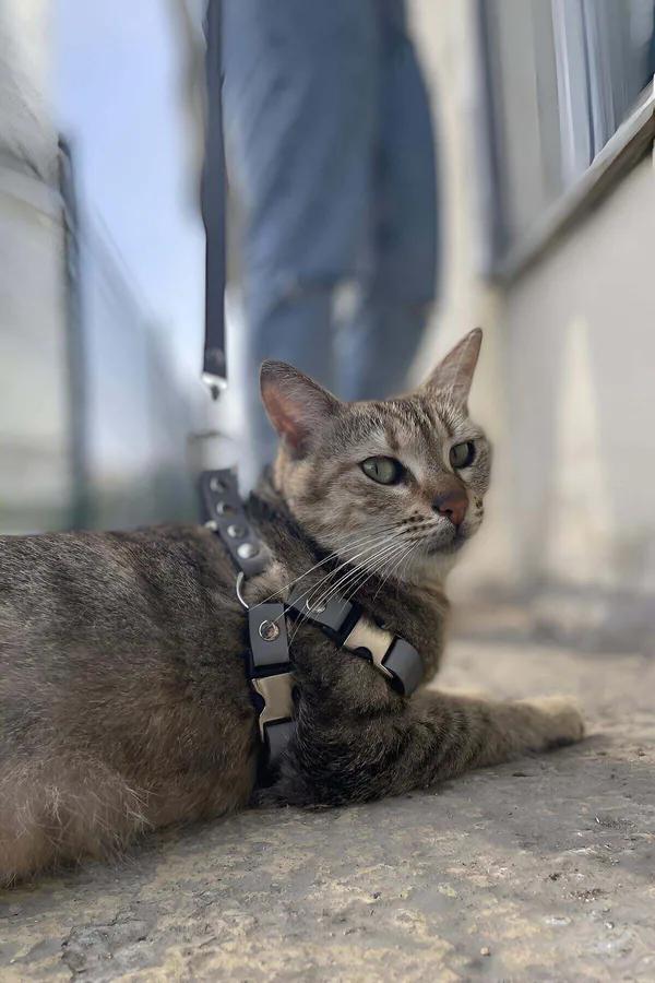 black vegan leather cat harness metal buckle and reflective strap adjustable leash set