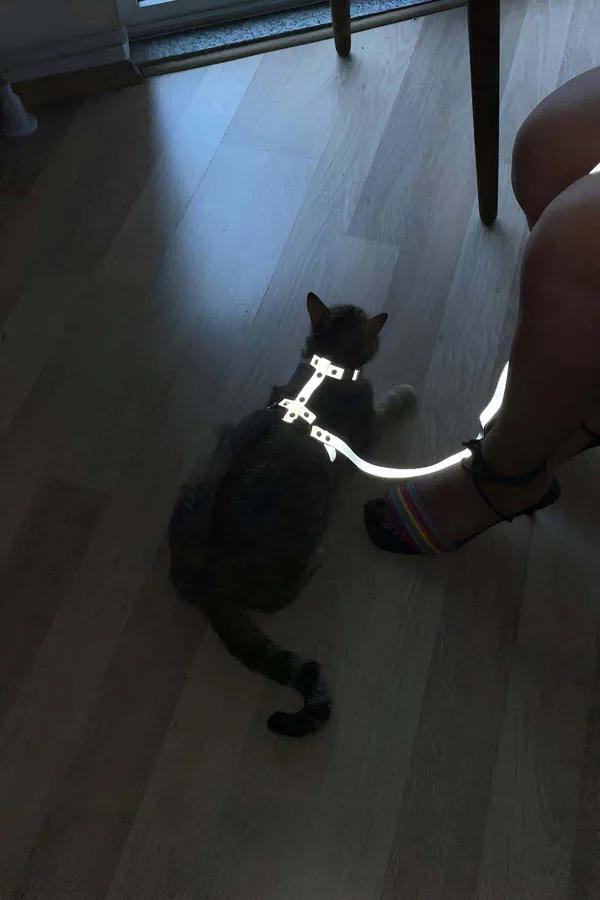 White reflective cat body harness with detachable leash on dark grey cat, glowing brightly in low indoor light