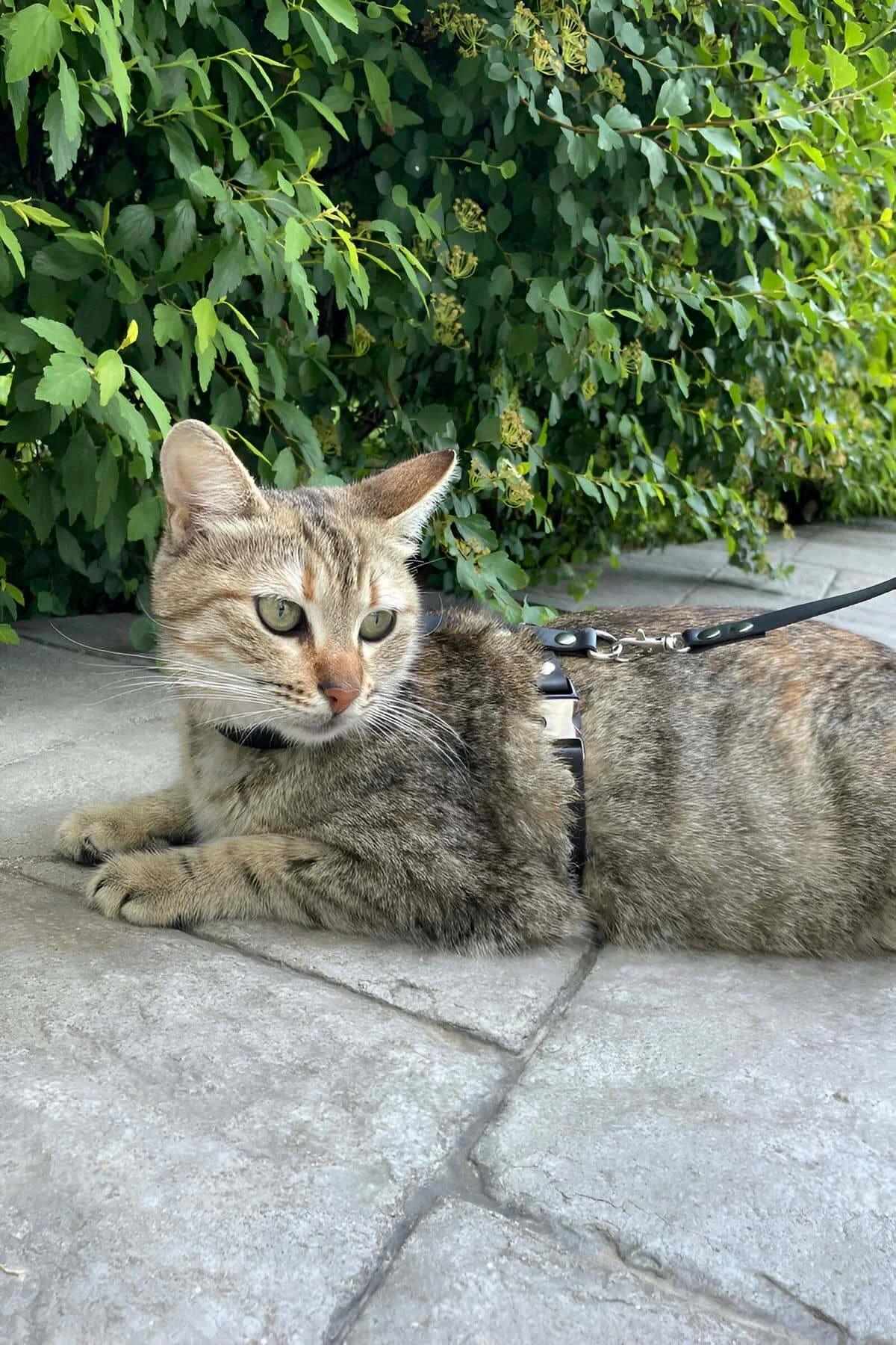 Siyah Suni Deri Ayarlanabilir Kedi Göğüs Tasması ve Gezdirme Kayışı