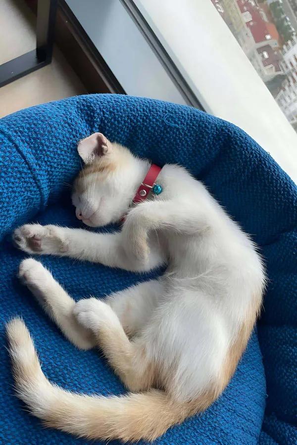 Red vegan leather cat collar with teal bell and silver buckle worn by white kitten on blue chair