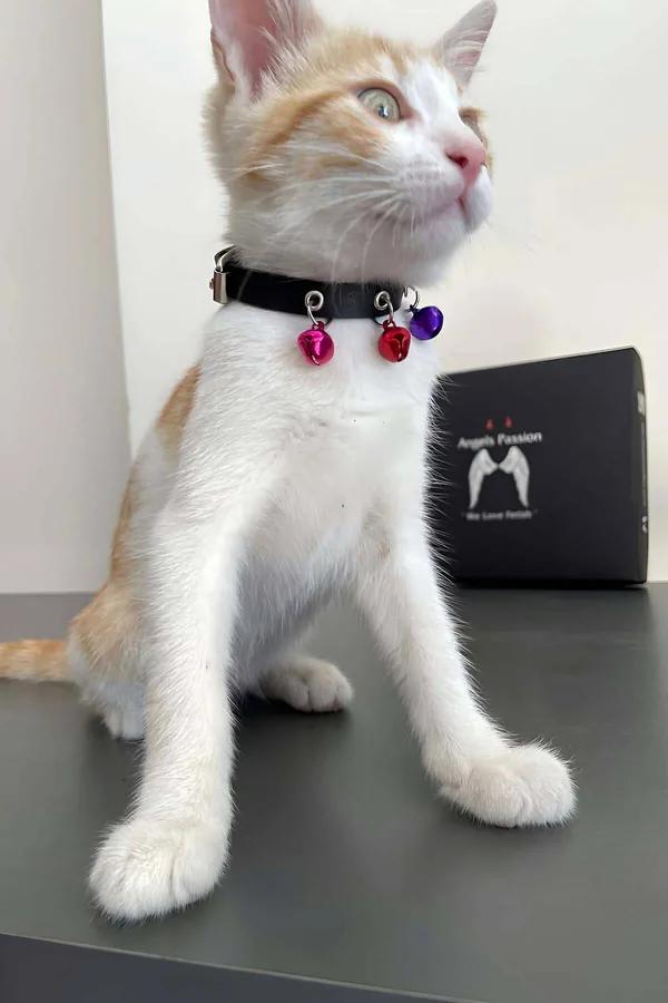 black faux leather cat collar pink red purple 3-color bell detail with silver buckle on kitten