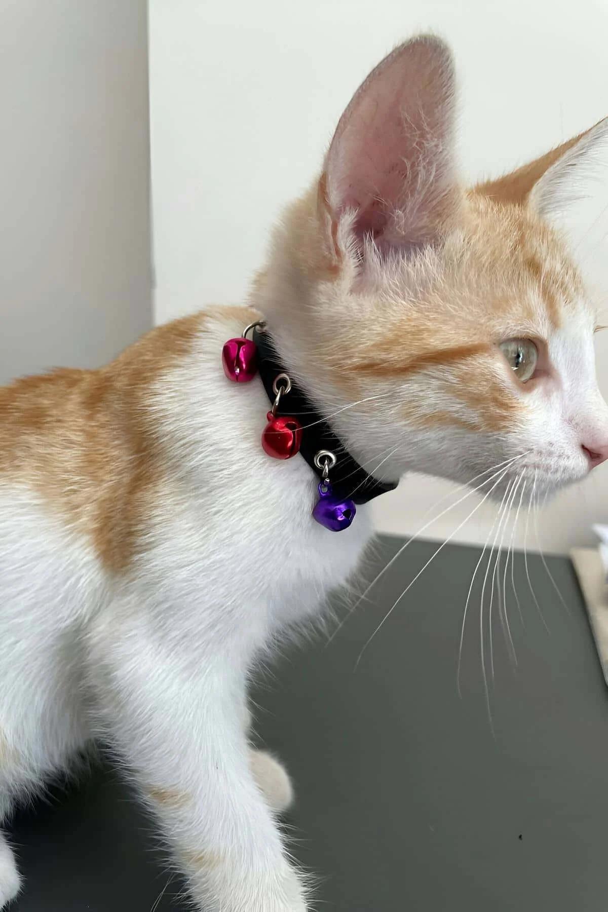 black faux leather cat collar colorful jingle bells on silver metal rings close-up