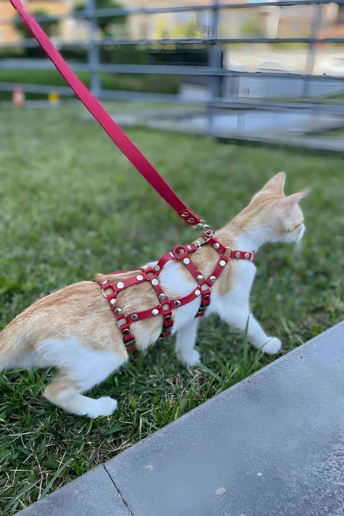 gold metal rivet red cat harness H-shaped strap detail