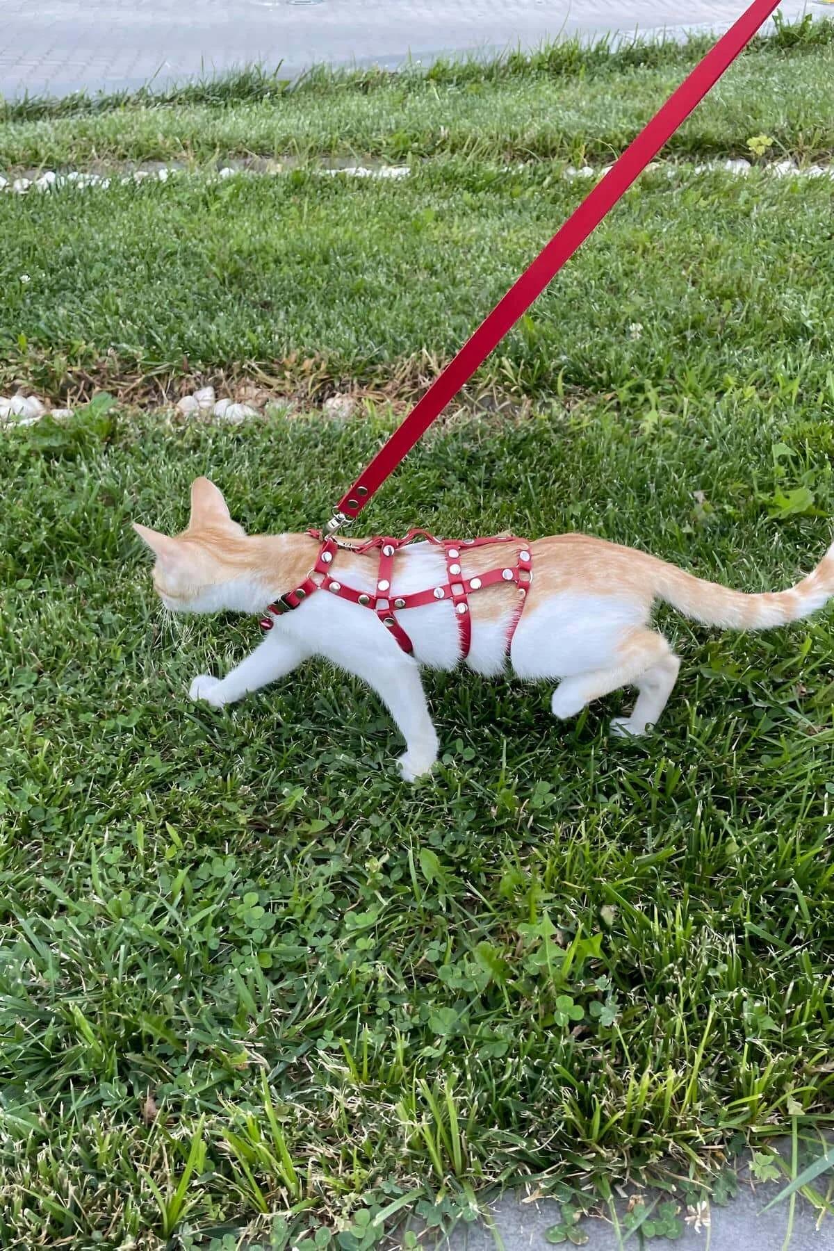 red cat walking leash L/XL size orange cat back view