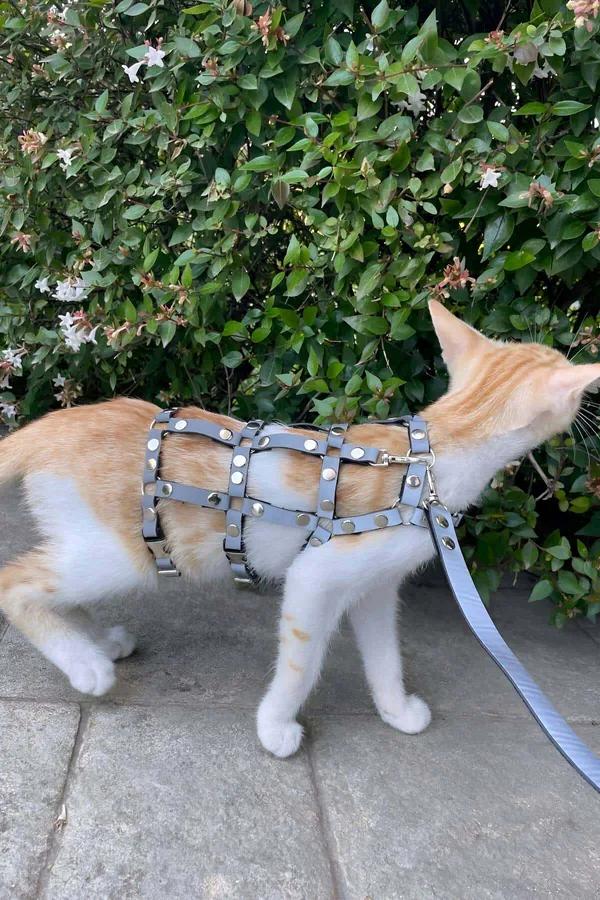 Gray faux leather studded cat harness with silver dome rivets and matching leash on orange cat