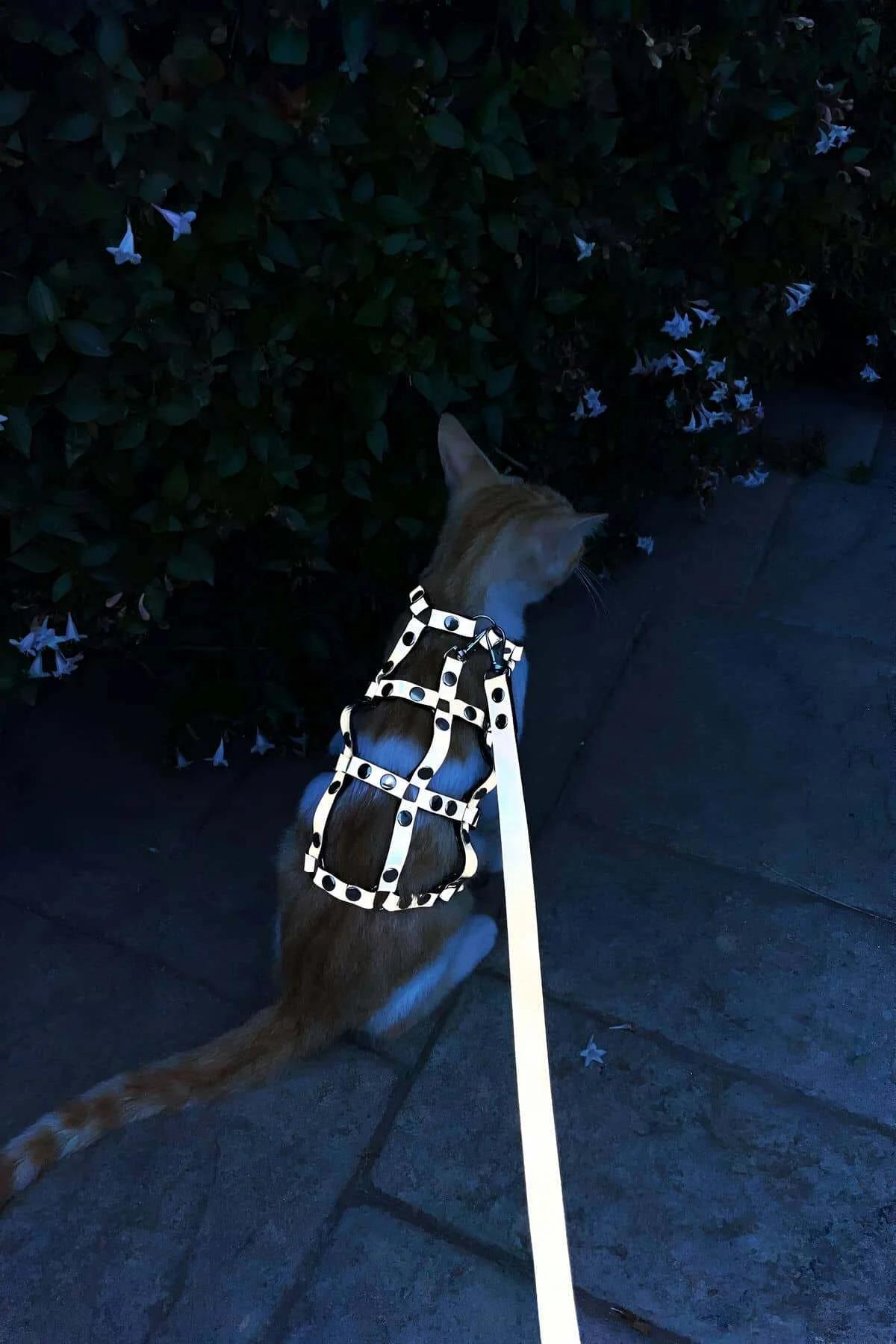 Side-release silver metal buckle detail on gray PU cat harness strap