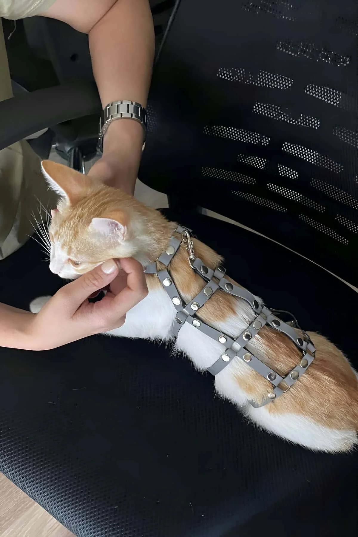 Reflektörlü Gri Ayarlanabilir Kedi Harness Yürüme Tasması