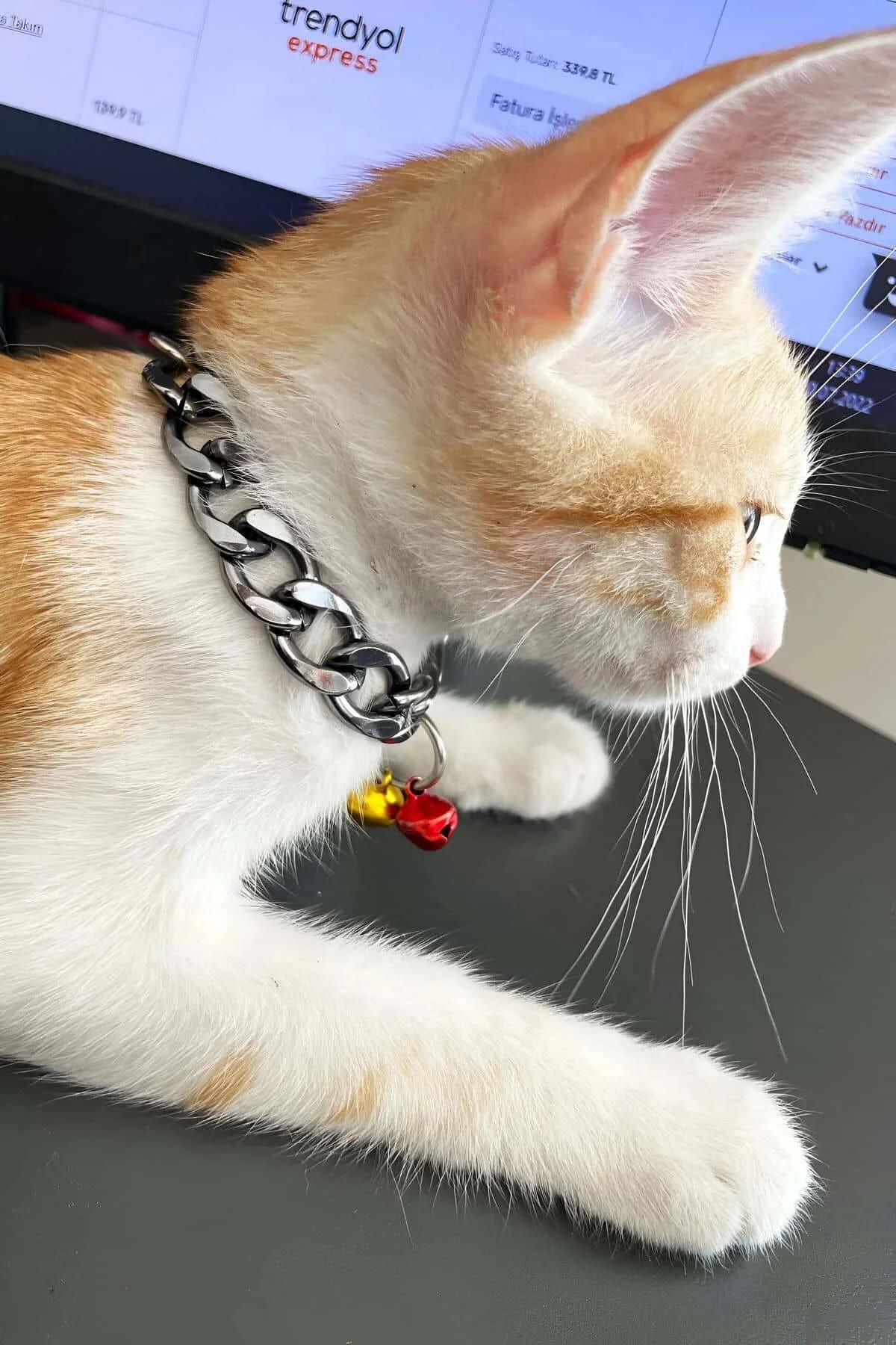 Silver chunky curb chain cat choker with red and yellow mini bells on orange and white cat